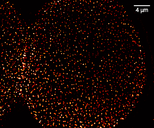 pSTED image of nucleus pores in COS-7 cells