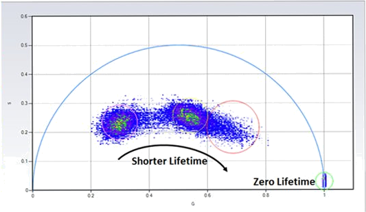 Phasor plots of quantum dots