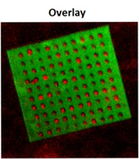 Quantum dots overlay map of reflection and fluorescence