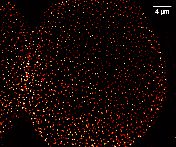 pSTED image of nucleus pores in COS-7 cells