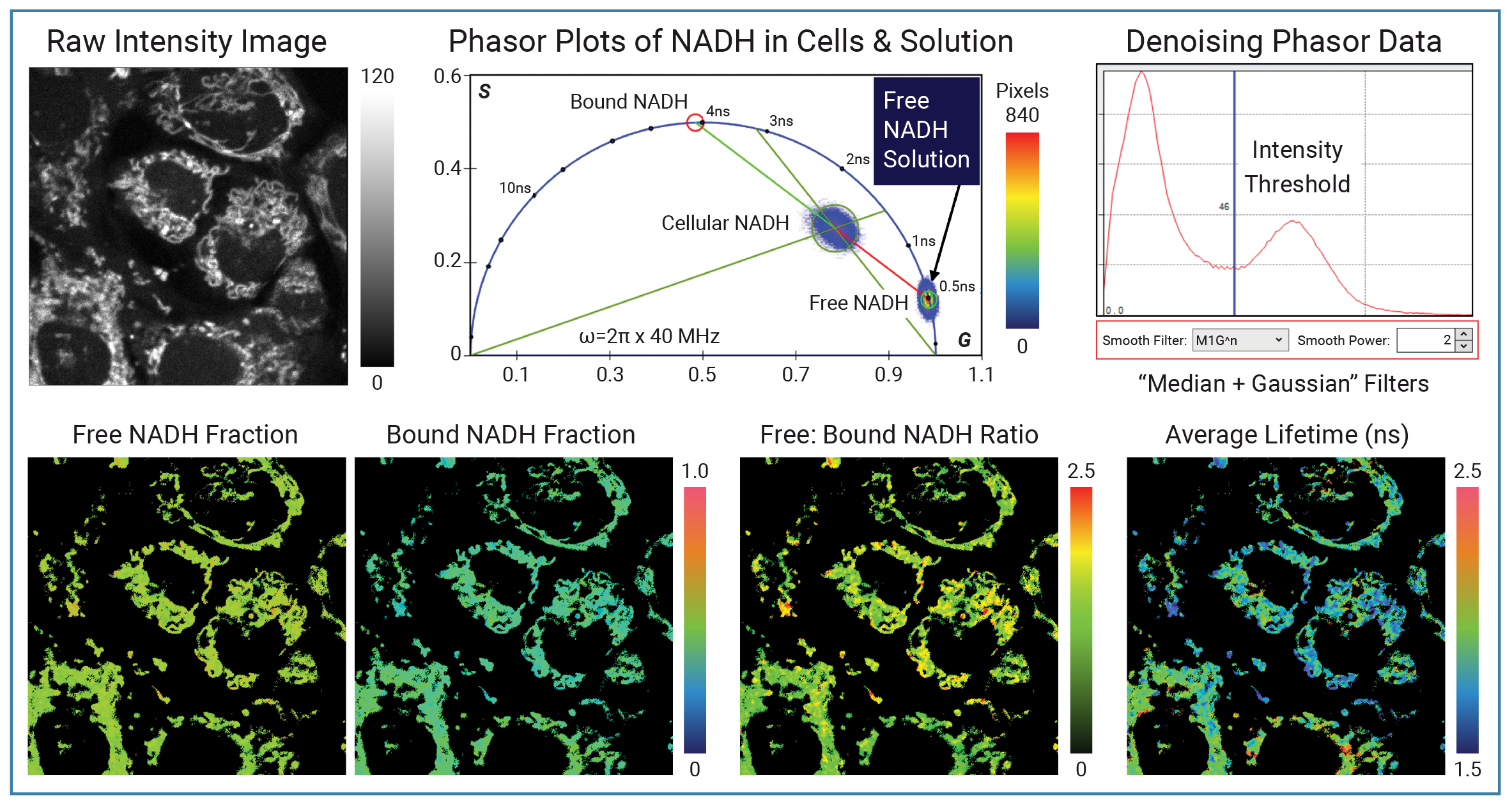 Two-Component Lifetime Unmixing using the Phasor Plot